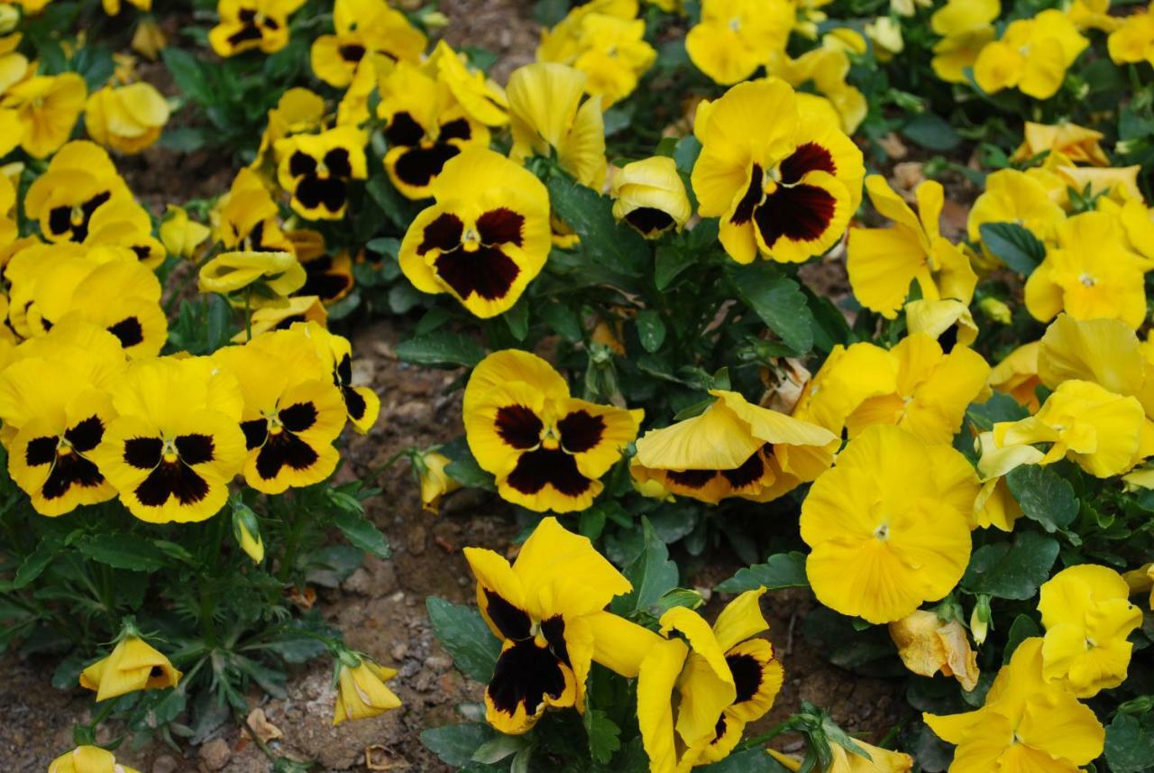 Residence Dei Fiori Pietra Ligure Buitenkant foto